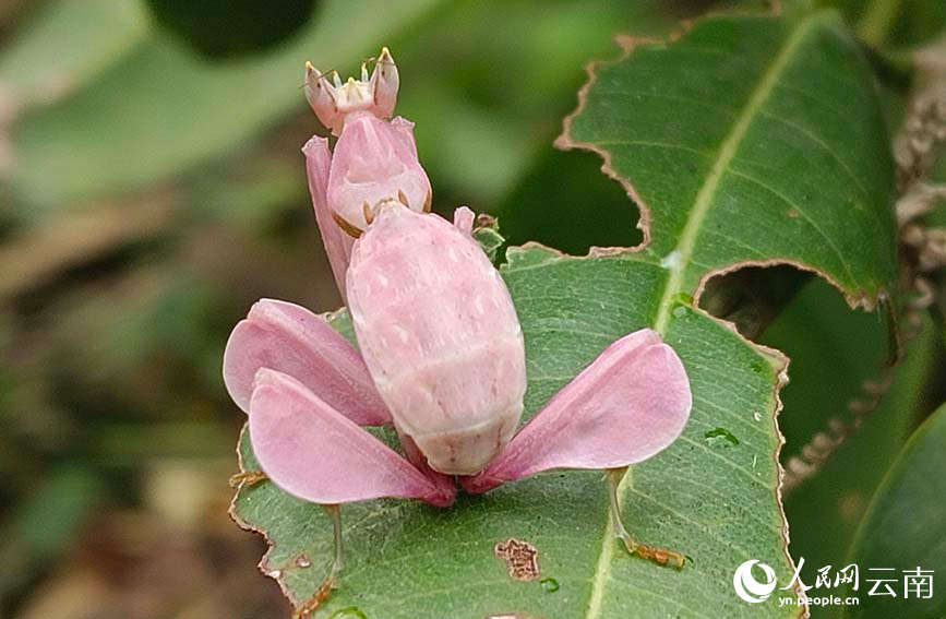 圖為在寧洱縣黎明鄉(xiāng)發(fā)現(xiàn)的蘭花螳螂。張興科攝