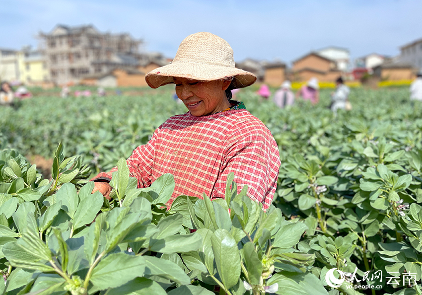 一名務(wù)工人員正在蠶豆地里忙活。人民網(wǎng)記者-程浩攝