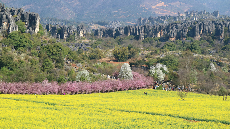 圖為乃古石林風(fēng)景區。石林風(fēng)景名勝區管理局供圖