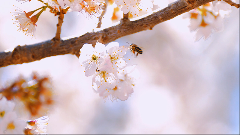 櫻桃花綻放。