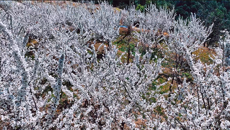 櫻桃花綻放。