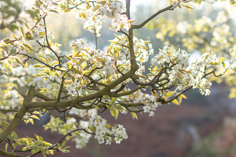 開(kāi)遠(yuǎn)西山梨花盛開(kāi)