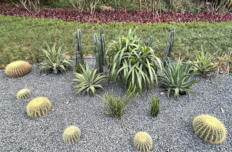 龍血樹(shù)主題公園一角。張云香攝