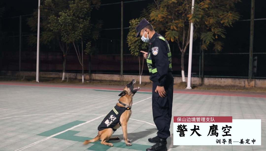 圖為警犬“鷹空”在訓導員帶領(lǐng)下開(kāi)展訓練。