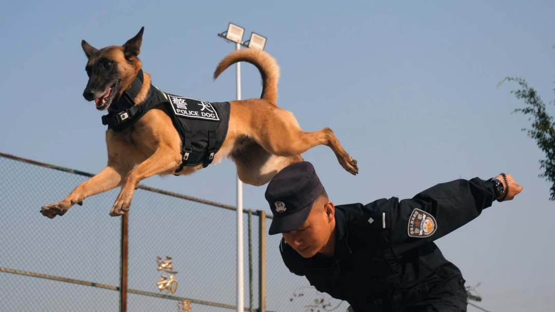 圖為警犬“鷹空”在訓導員帶領(lǐng)下開(kāi)展訓練。