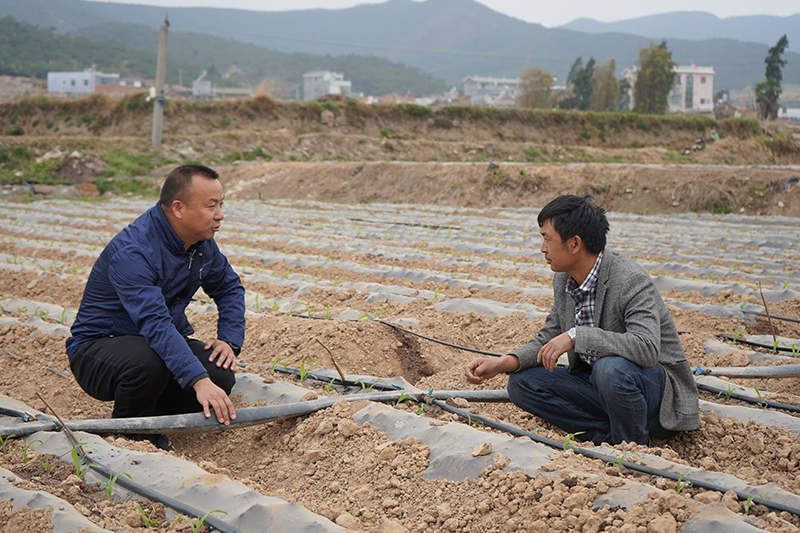 農(nóng)技人員到田間地頭開展技術指導。