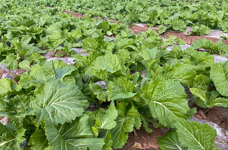 長勢喜人的芥菜。張紹林攝