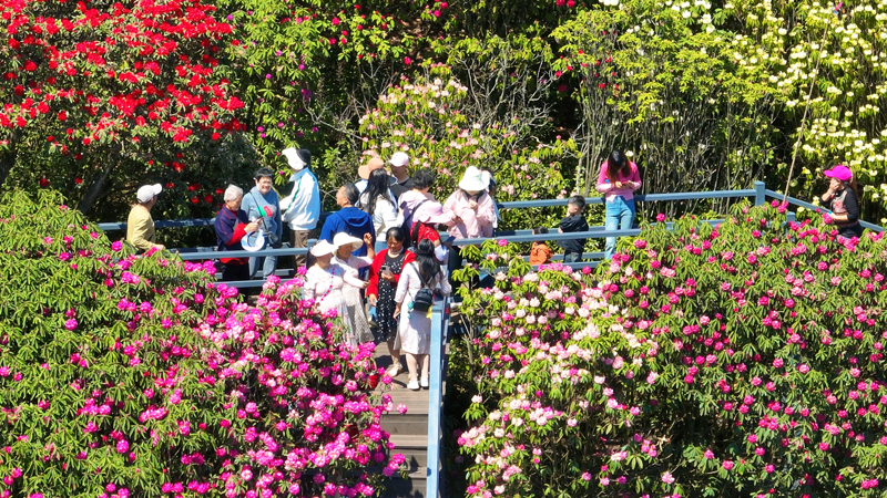 前來賞花的游客絡(luò)繹不絕。李麗攝