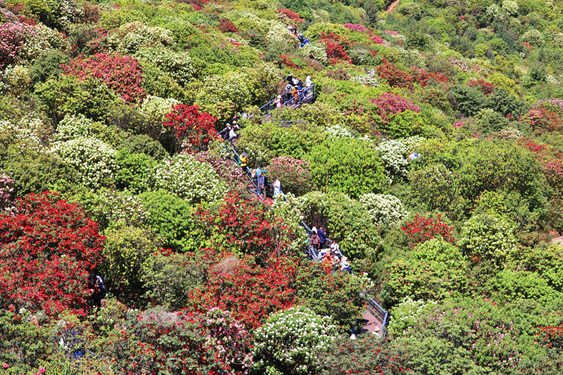 東山鎮(zhèn)萬畝高山杜鵑花海。李麗攝