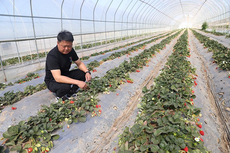 夏紹建正在草莓棚查看草莓長勢。孔應秀攝