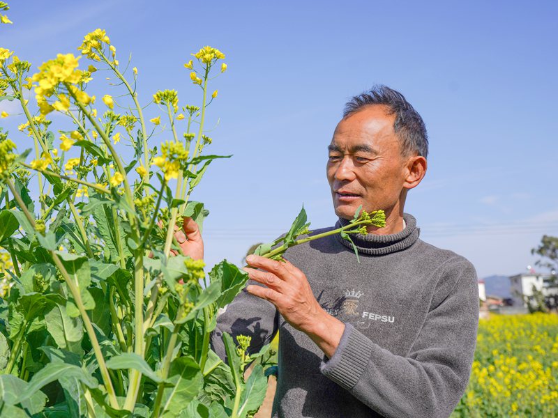 王曉華正在查看油菜長(zhǎng)勢(shì)。張靜梅攝