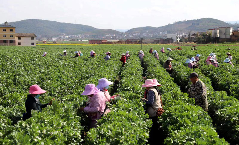 牟定縣共和鎮(zhèn)煙后大粒蠶豆種植。張靜梅攝