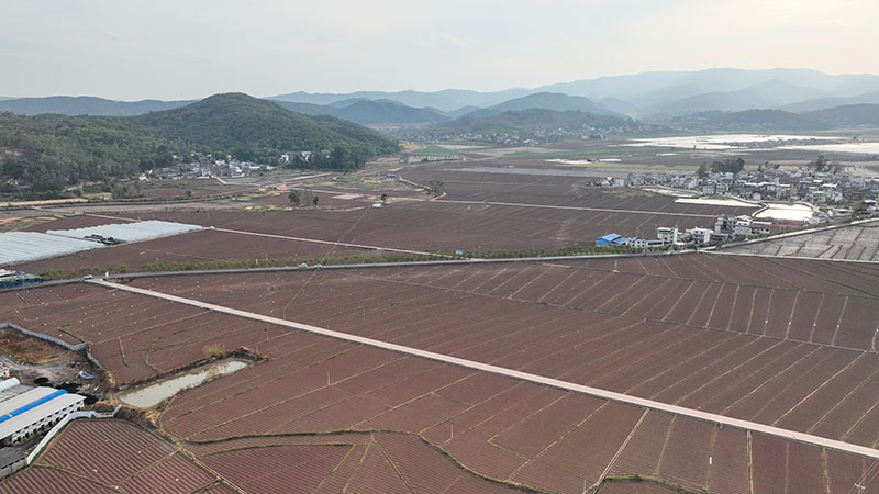 牟定縣共和鎮(zhèn)預(yù)整地。張靜梅攝