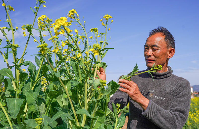 王曉華正在查看油菜長勢。張靜梅攝