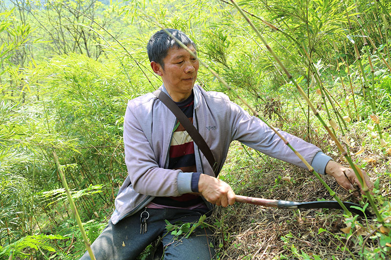 李瑞盆在筇竹林里實(shí)施管護。劉圓夢(mèng)攝