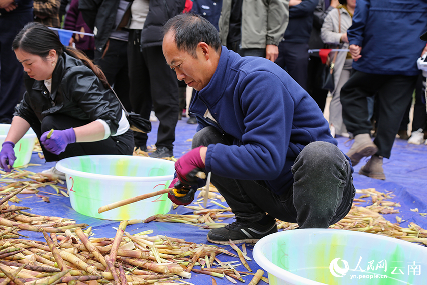 剝筍技能大比拼個人組比拼現(xiàn)場。周興歡攝