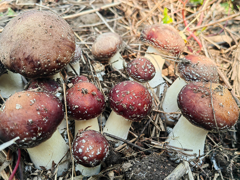 破土而出的大球蓋菇。石建紅攝