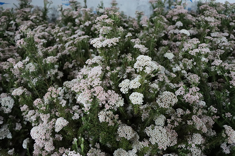 雪菊正在盛開。竇斌攝