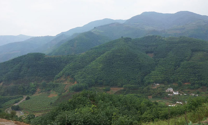 綠春縣大黑山天然橡膠林。