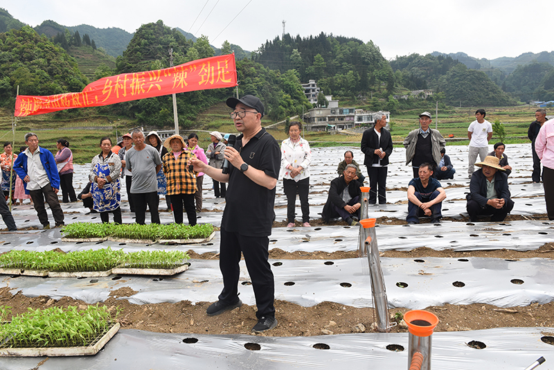 農技專(zhuān)家現場(chǎng)介紹辣椒種植技術(shù)。