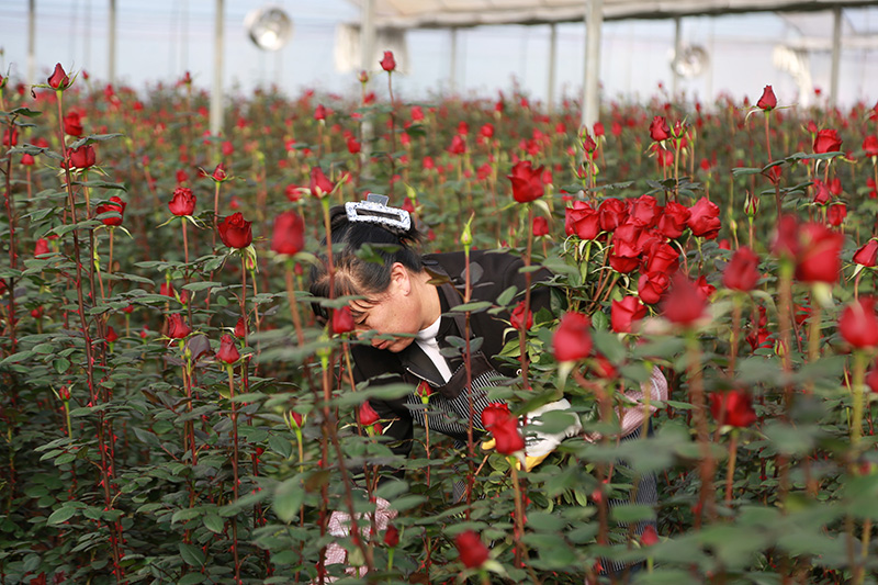 務工人員采摘玫瑰花。蔡興超攝