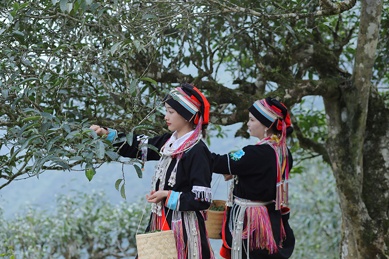 文山麻栗坡：老山古樹(shù)茶的新機(jī)遇