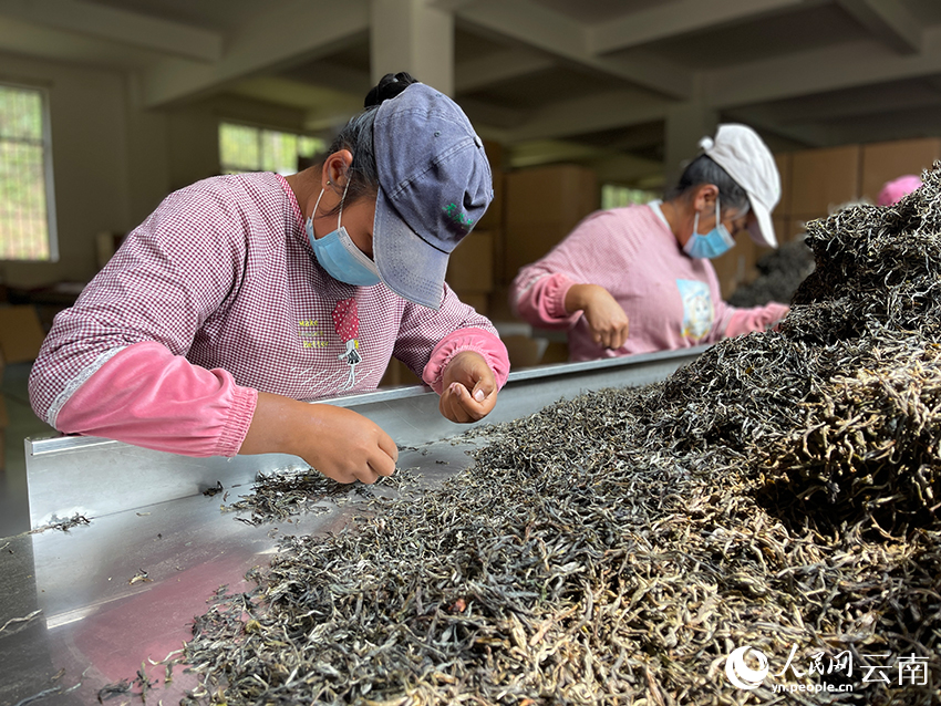 普洱天澤茶業(yè)有限責任公司的茶葉生產(chǎn)車(chē)間，務(wù)工人員正在挑揀茶葉雜質(zhì)。人民網(wǎng)記者-程浩攝.JPG