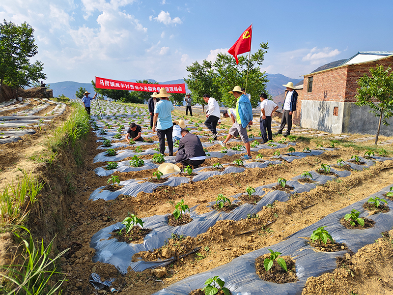 綠米椒移栽現場(chǎng)。馬街鎮政府供圖