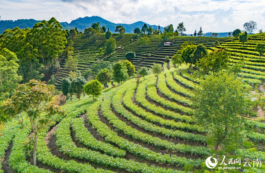 順山勢而種的茶樹(shù)。人民網(wǎng)記者 虎遵會(huì )攝