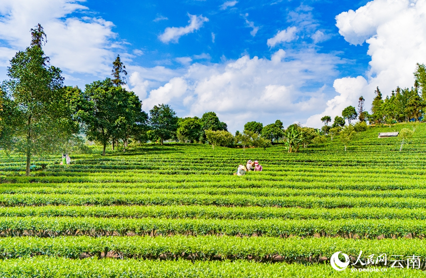 連片的生態(tài)茶園內滿(mǎn)目翠綠。人民網(wǎng)記者 虎遵會(huì )攝