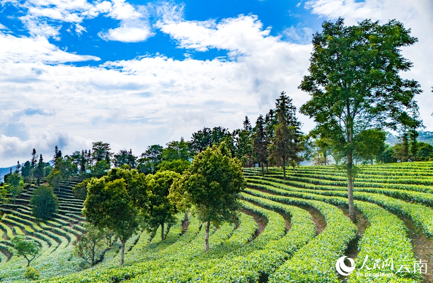 順山勢而種的茶樹(shù)。人民網(wǎng)記者 虎遵會(huì )攝