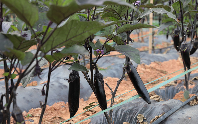 蔬菜種植基地茄子長(cháng)勢良好。董乙澤攝