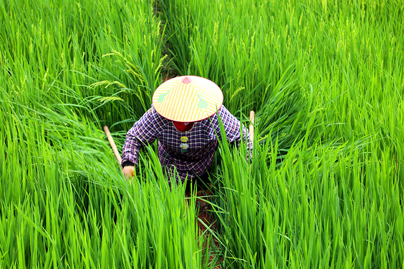 “趕花”現場(chǎng)。景東縣融媒體中心供圖-(1)