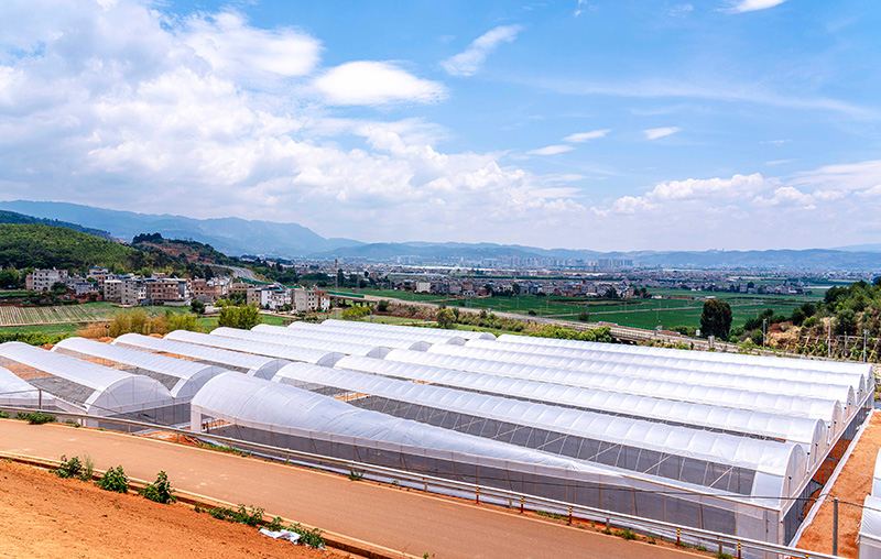 樣榜山基地項目已完成水肥一體化無(wú)土基質(zhì)藍莓大棚建設。陳超攝