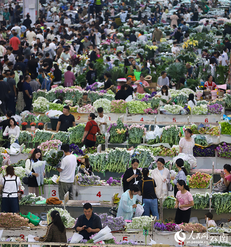 昆明斗南花卉市場(chǎng)內人潮涌動(dòng)，前來(lái)選購鮮花的市民和游客絡(luò )繹不絕。人民網(wǎng)記者 李發(fā)興攝