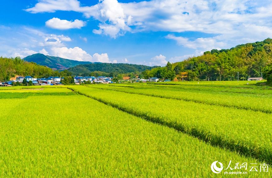 云南孟連種植的早稻已陸續(xù)成熟。人民網(wǎng)記者 虎遵會攝