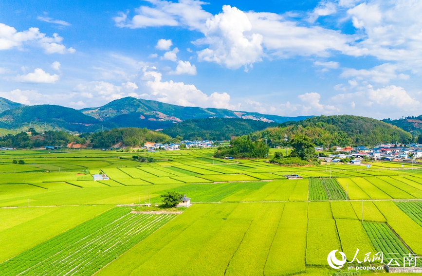 云南孟連種植的早稻已陸續(xù)成熟。人民網(wǎng)記者 虎遵會攝