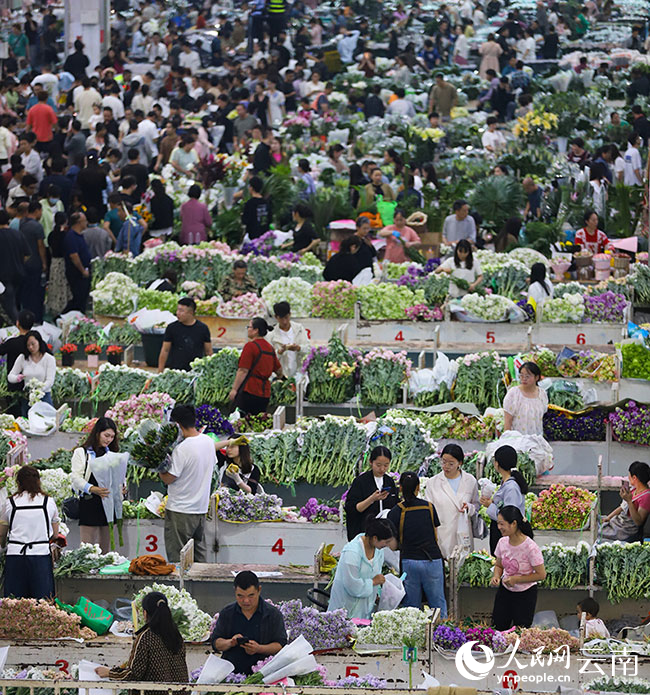 昆明斗南花卉市場(chǎng)內人潮涌動(dòng)，前來(lái)選購鮮花的市民和游客絡(luò )繹不絕。人民網(wǎng)記者 李發(fā)興攝