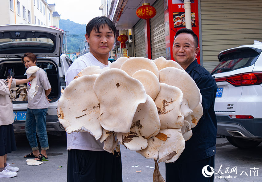 云南發(fā)現的這窩巨型野生“菌王”一人抱不下。何成江攝