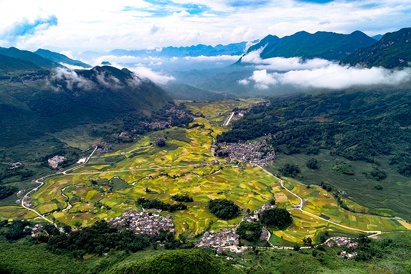 師宗縣龍慶鄉黑爾村水稻種植基地。