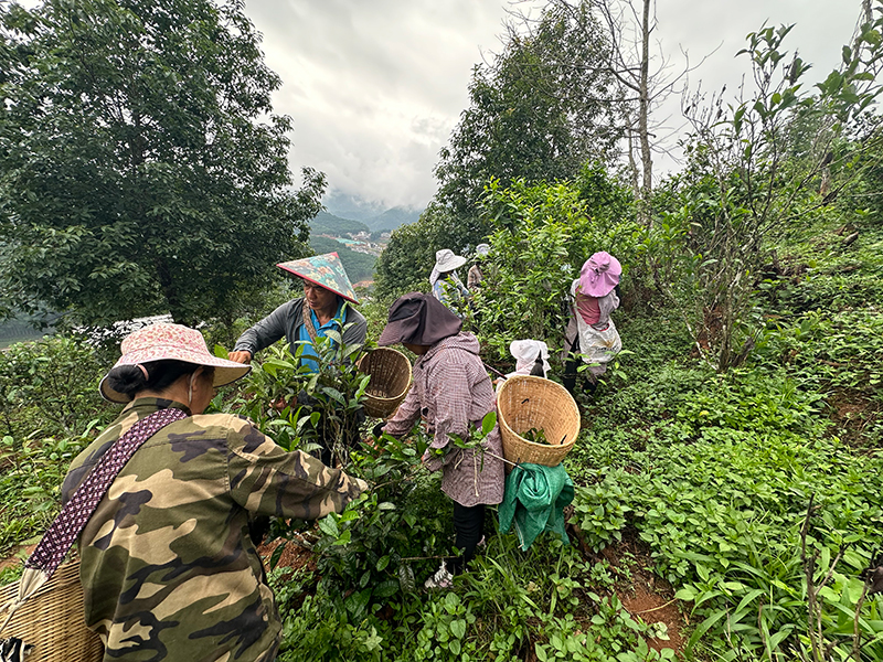 采茶隊隊員正在采茶。鎮沅縣融媒體中心供圖