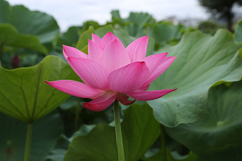 荷花盛開。景東縣融媒體中心供圖