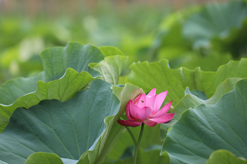 荷花盛開。景東縣融媒體中心供圖