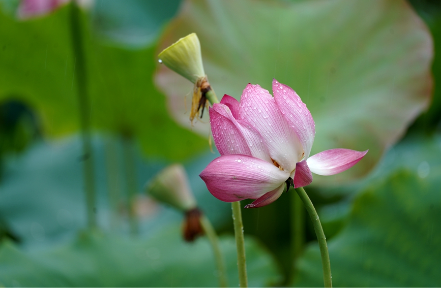 圖為勐梭龍?zhí)秲?nèi)拍攝到的荷花。巖三攝