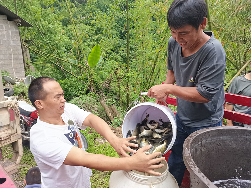 村民們正在領(lǐng)取魚(yú)苗。鎮沅縣融媒體中心供圖