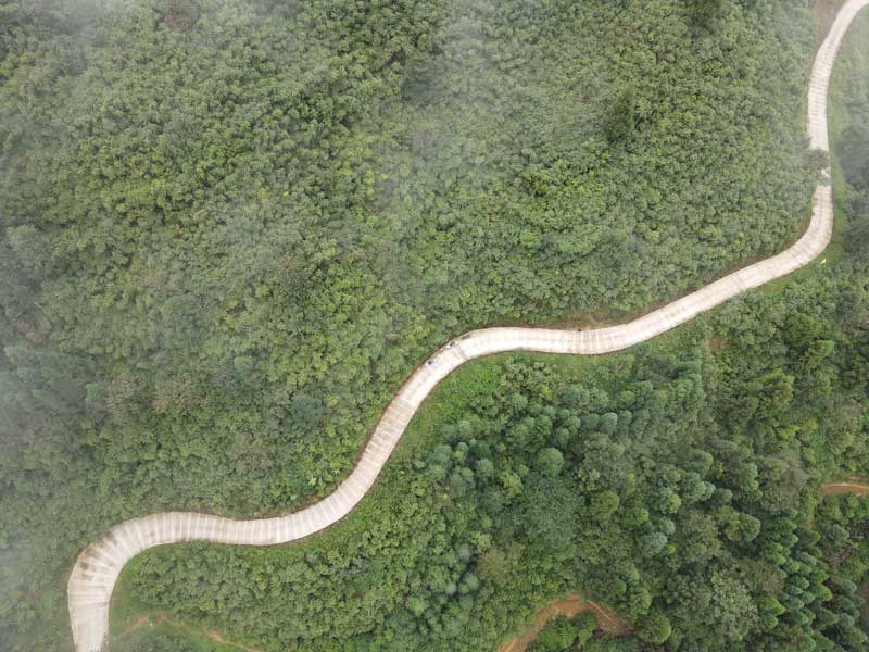 6月25日，威信縣麟鳳鎮大漢寨方竹基地里連片方竹林郁郁蔥蔥.JPG