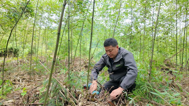 6月25日，基地負責人王興江正在管護方竹.JPG