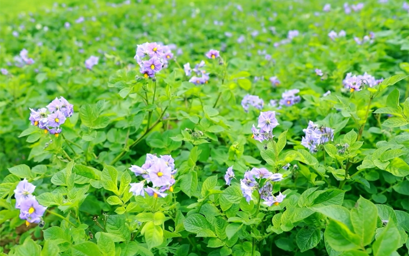 云南魯甸萬(wàn)畝馬鈴薯花開(kāi)正艷。