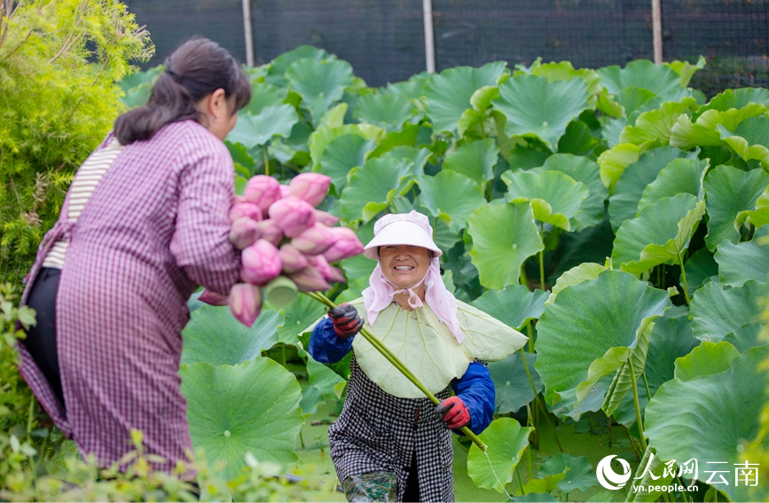 村民正在采摘荷花。人民網(wǎng)記者 虎遵會(huì)攝