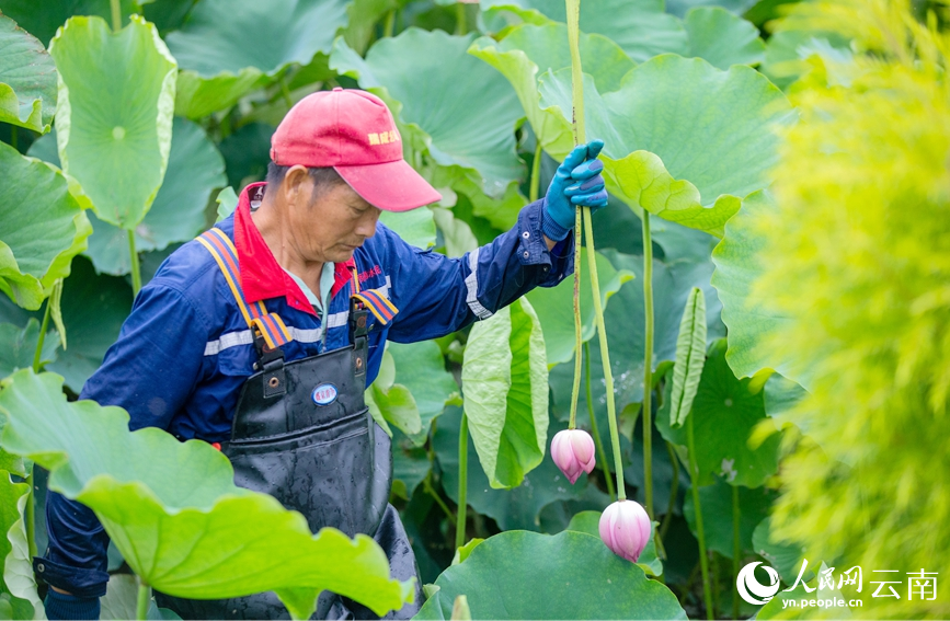 村民正在采摘荷花。人民網(wǎng)記者 虎遵會(huì)攝